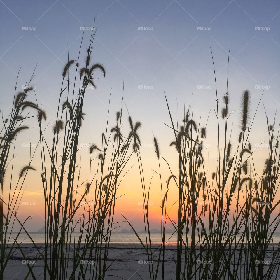 The grass flowers bloom near the beach while sunset