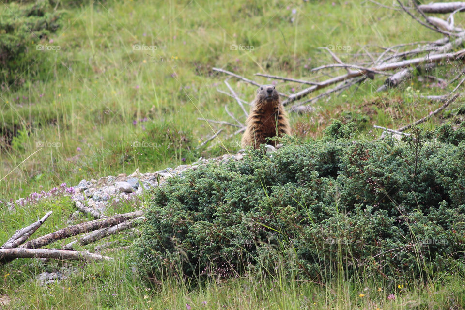 Beaver behind the bush