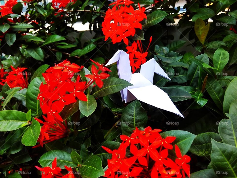bird and flower