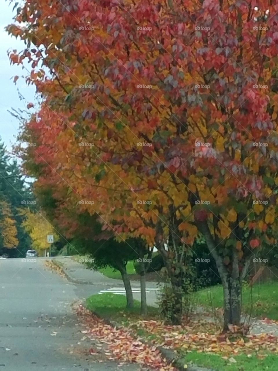 fall tree color