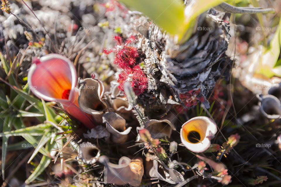 Carnivorous Pitcher Plant, Heliamphora Nutans, Mount Roraima in Canaima National Park in Venezuela.