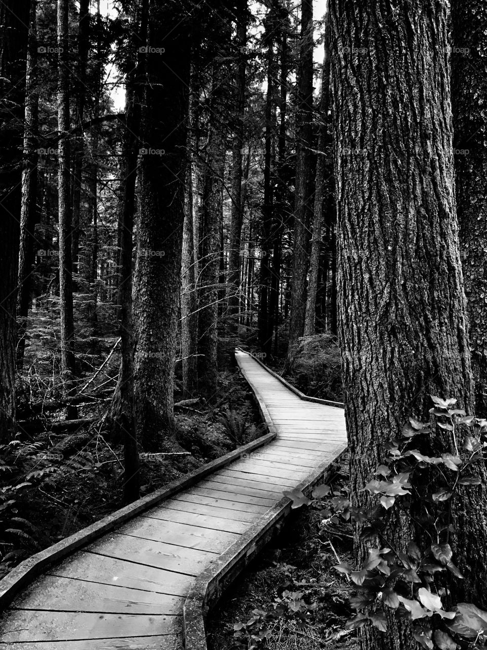 Trail Time...Seattle Washington