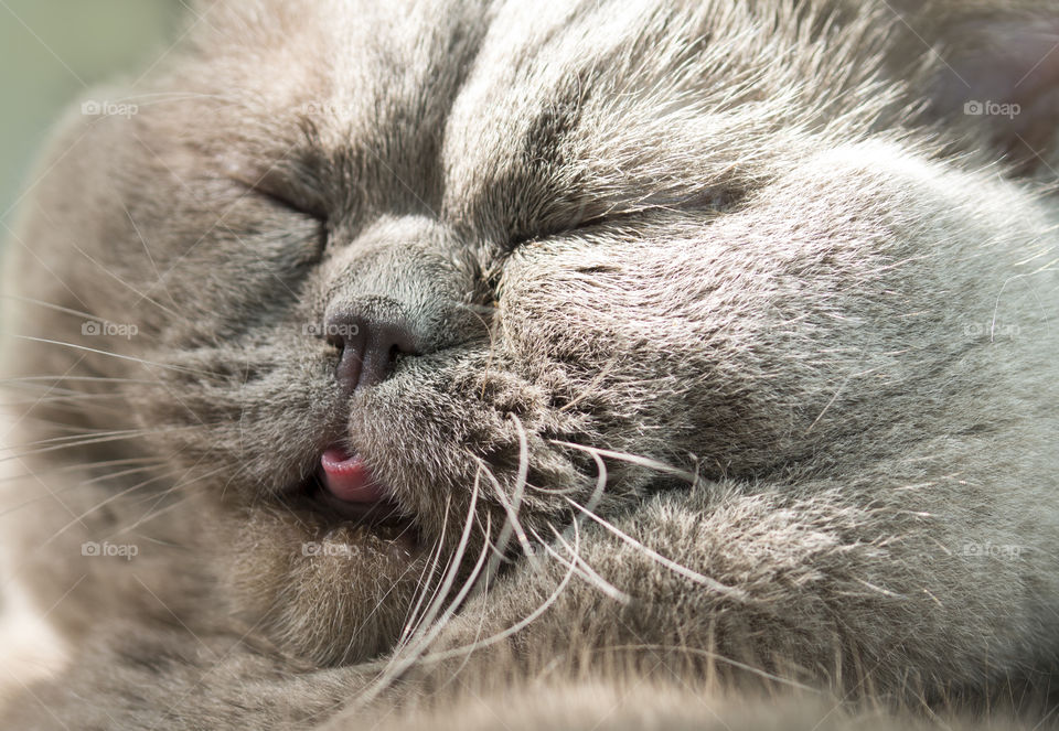 scottish straight cat with close-up view of tongue out.