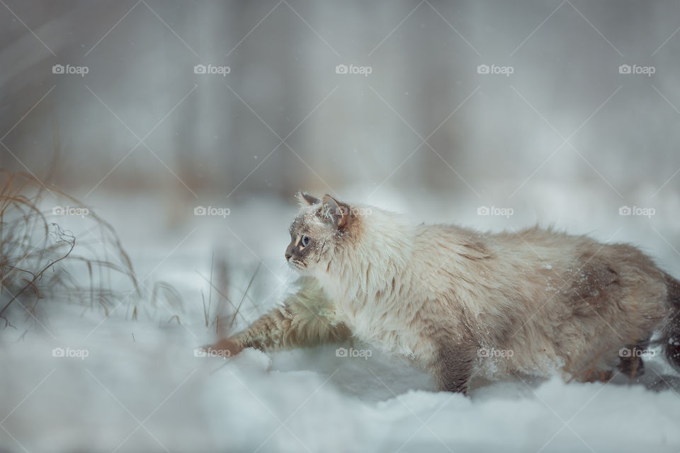 Siberian Neva Masquerade cat in a snow