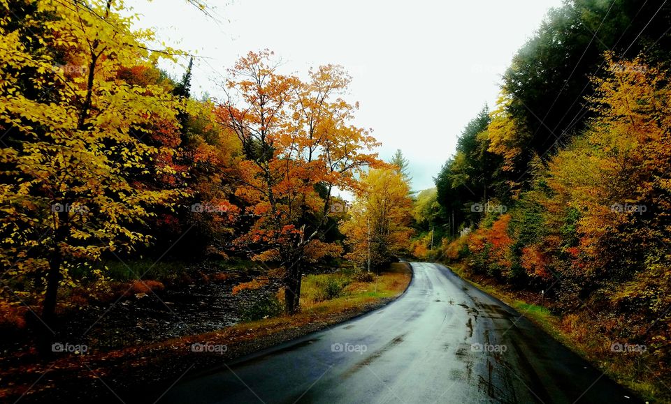 Fall, Tree, Landscape, Road, Wood