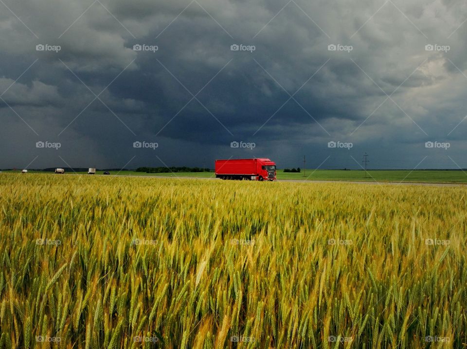 Red truck in a wheat field. 
