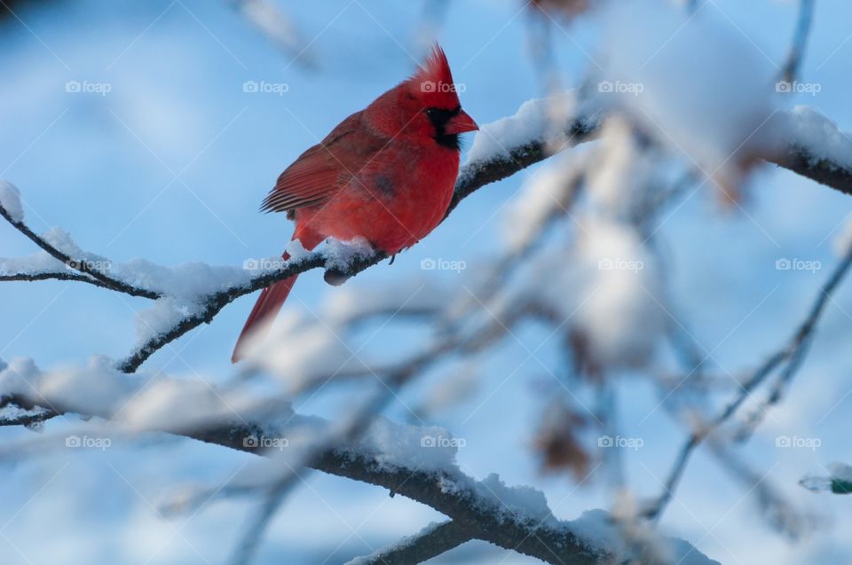 Cardinal in Snow
