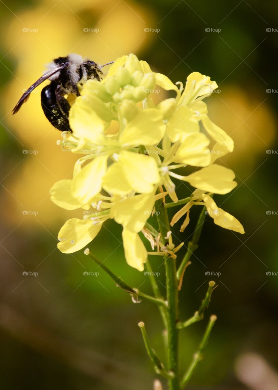 Bee