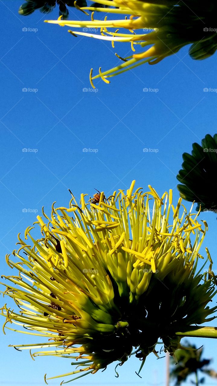 bee on century plant bloom