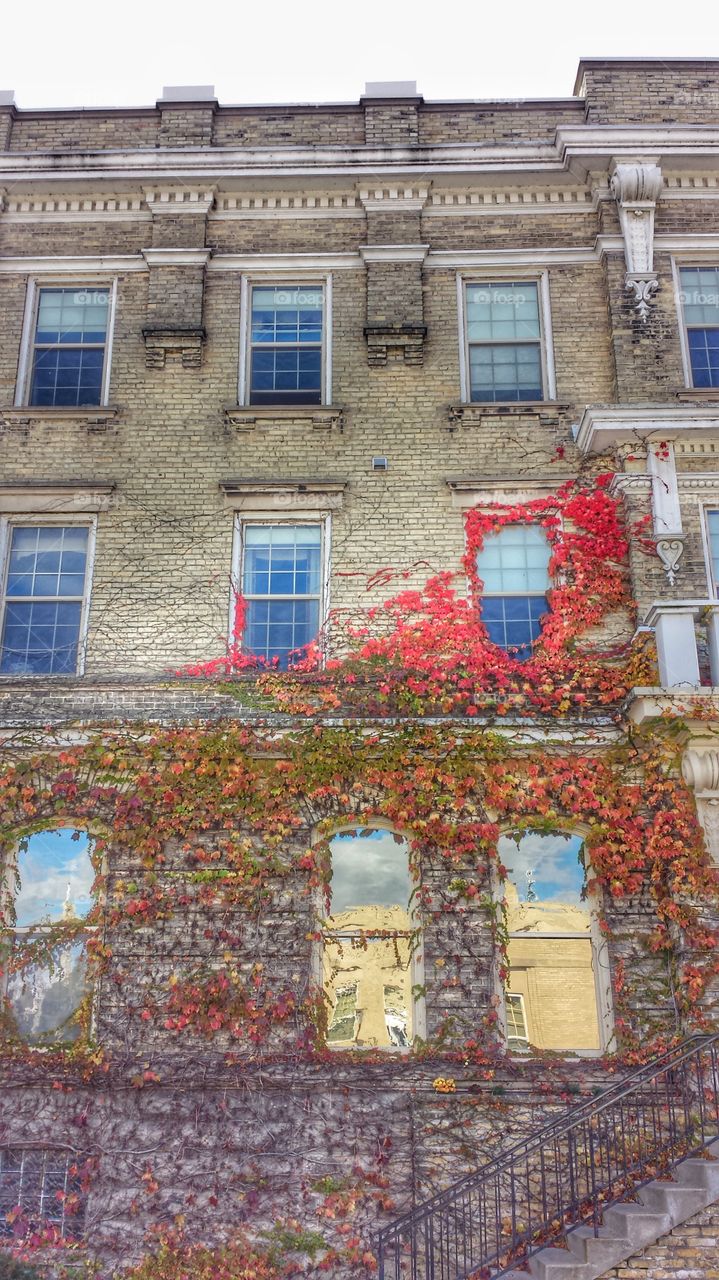 Autumn Ivy on Brick