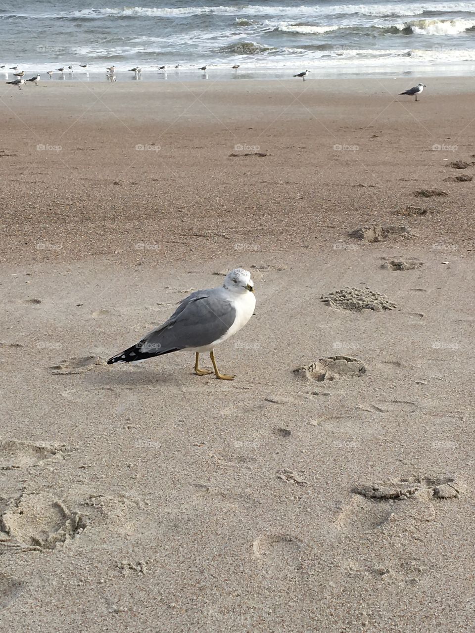Single seagull on the beach. 