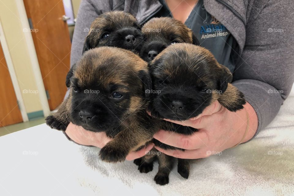 A bouquet of puppies at work today!