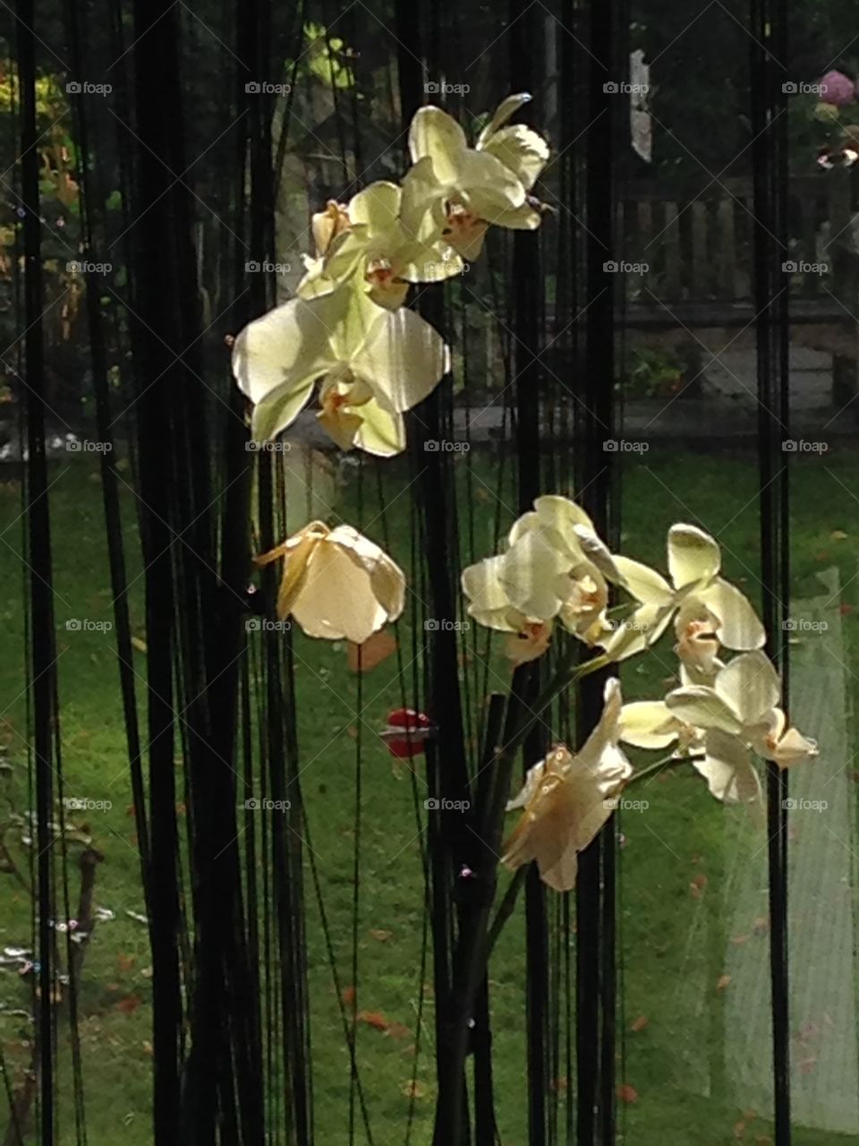 Orchid. Orchid on my kitchen table with the view to the garden