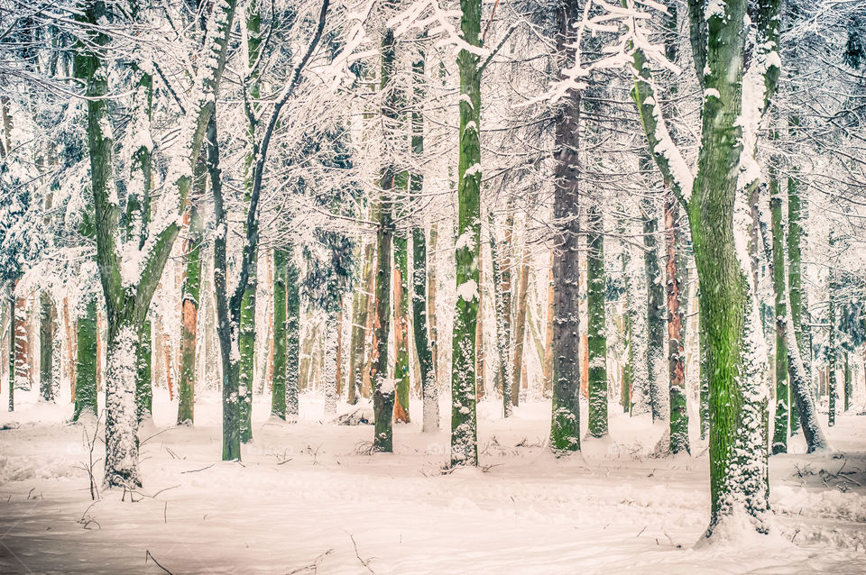 Snowy bare trees in forest