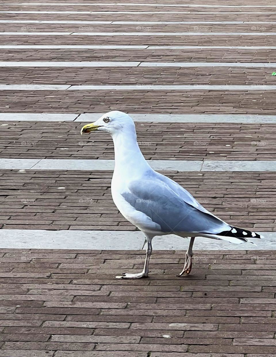 A white seagull stands on a paved brick surface, tilting its head, creating an interesting and funny look.