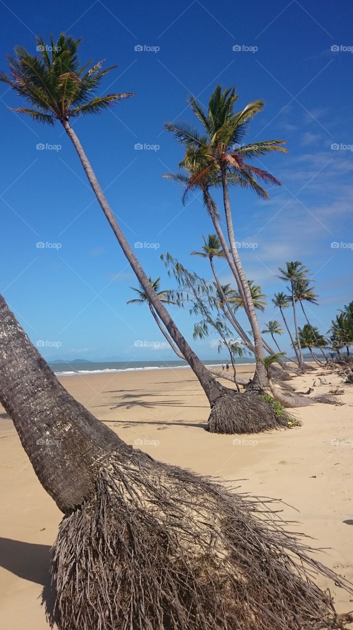 Mission Beach. Palm-trees on Mission Beach  east Australia