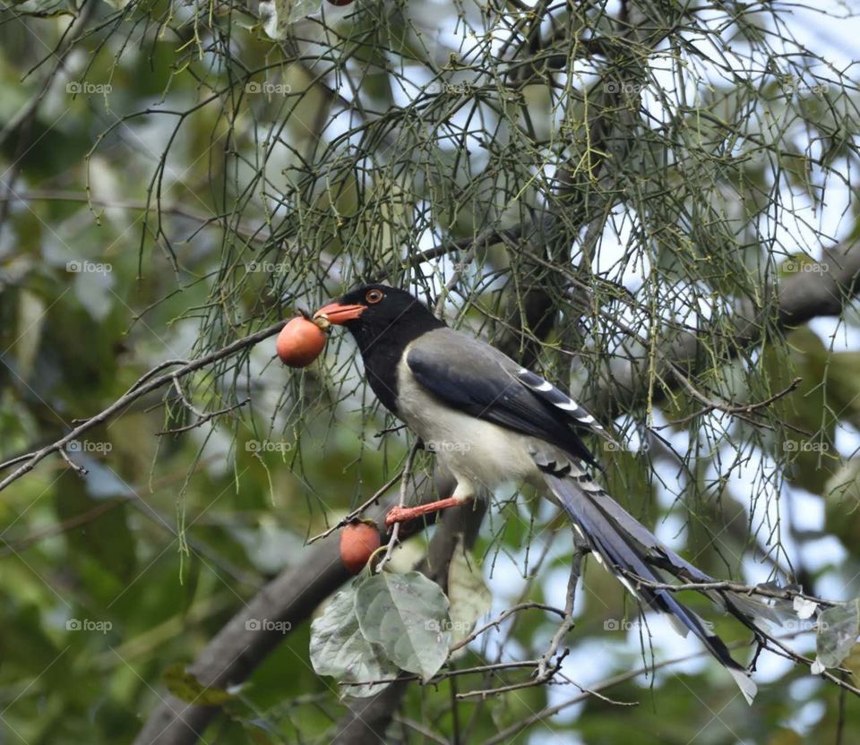 Red-billed blue magpie