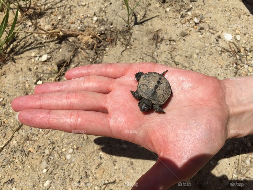 Lost baby turtle