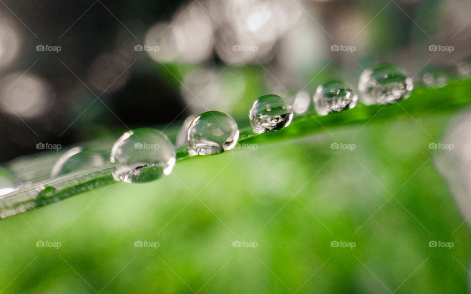 water droplets after rain