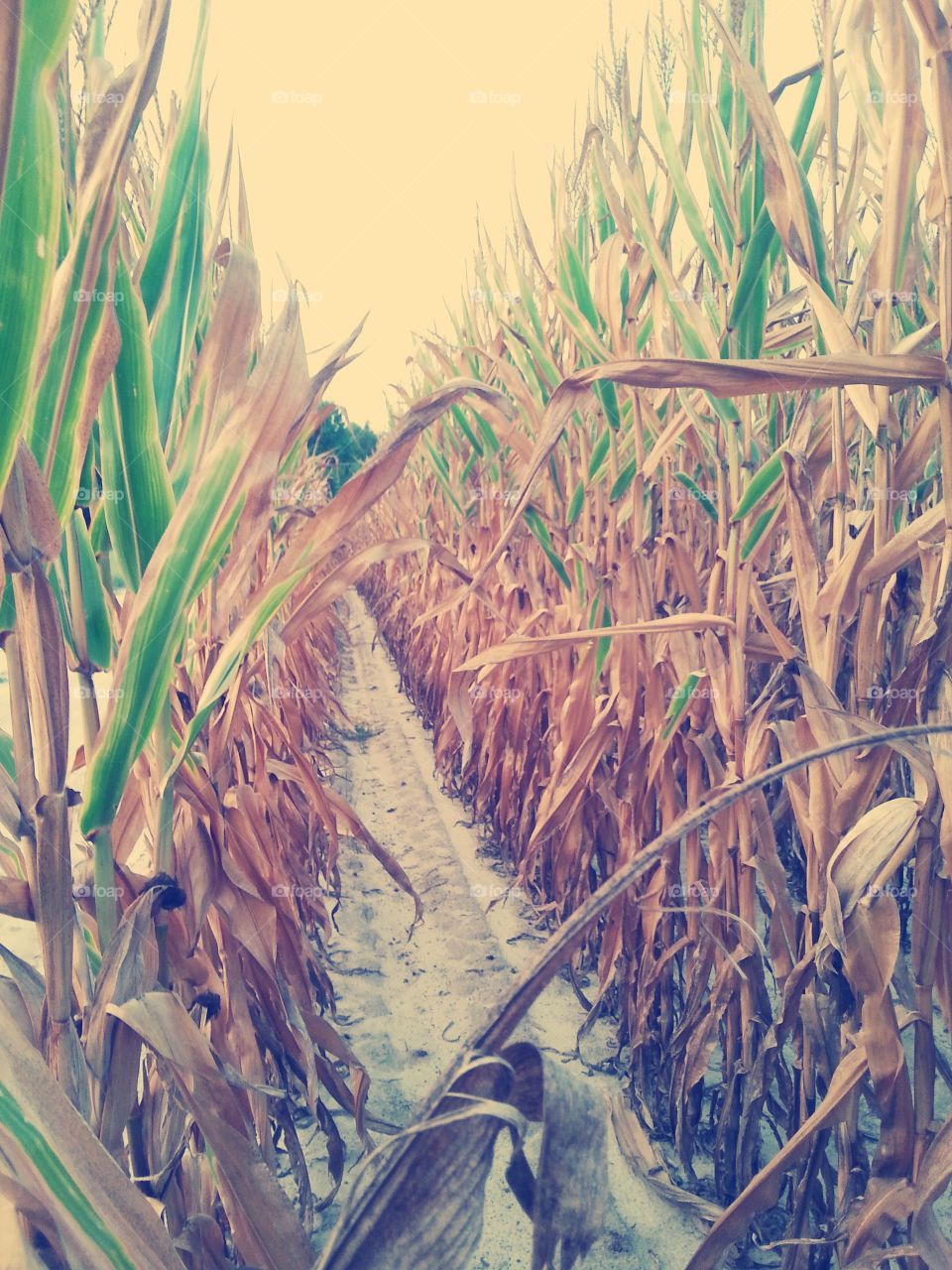 inside of a corn field. love the veiw