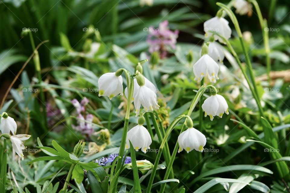 Leucojum vernum is spring white flower is an early-flowering plant that looks like a snowdrop. Leucojum vernum is a perennial bulbous plant. Galanthus vernus, Nivaria verna, Erinosma verna.