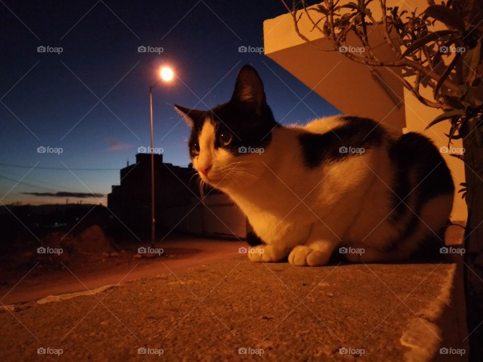 cat watching