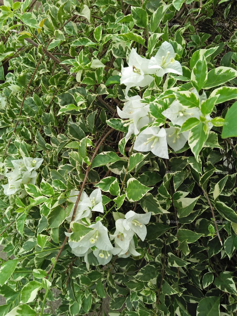 Potrait of a plan, bougenville