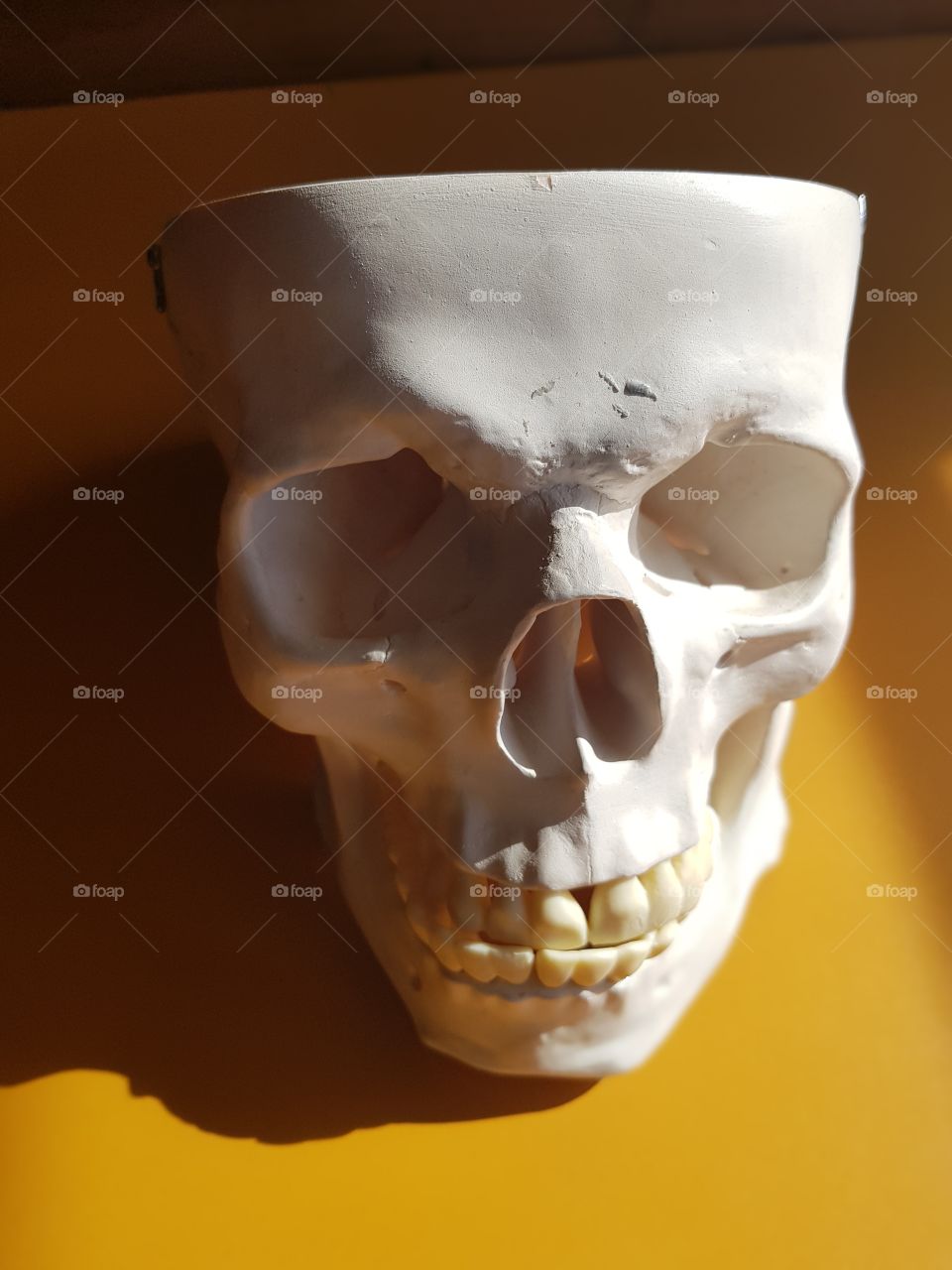 skull closeup in colour