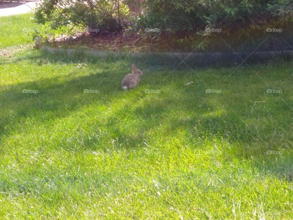 baby Rabbit
