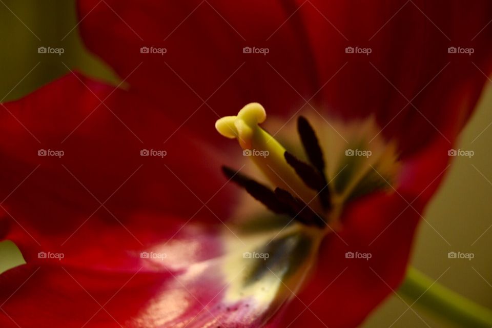 Red lily 