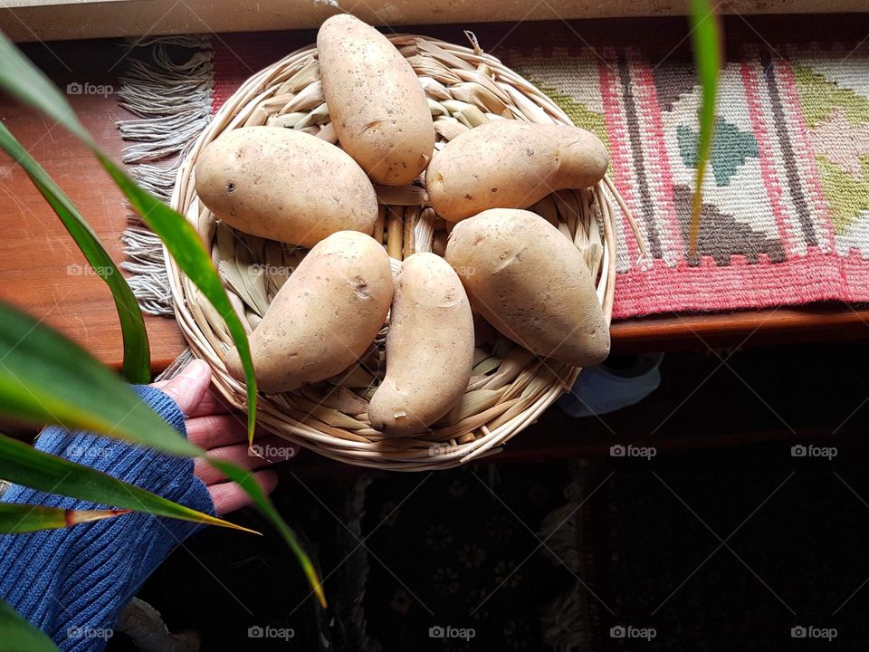 Top view of raw potatoes on plate and hand