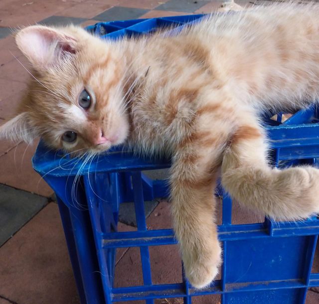 Ginger Kitten chilling out on a milk crate
