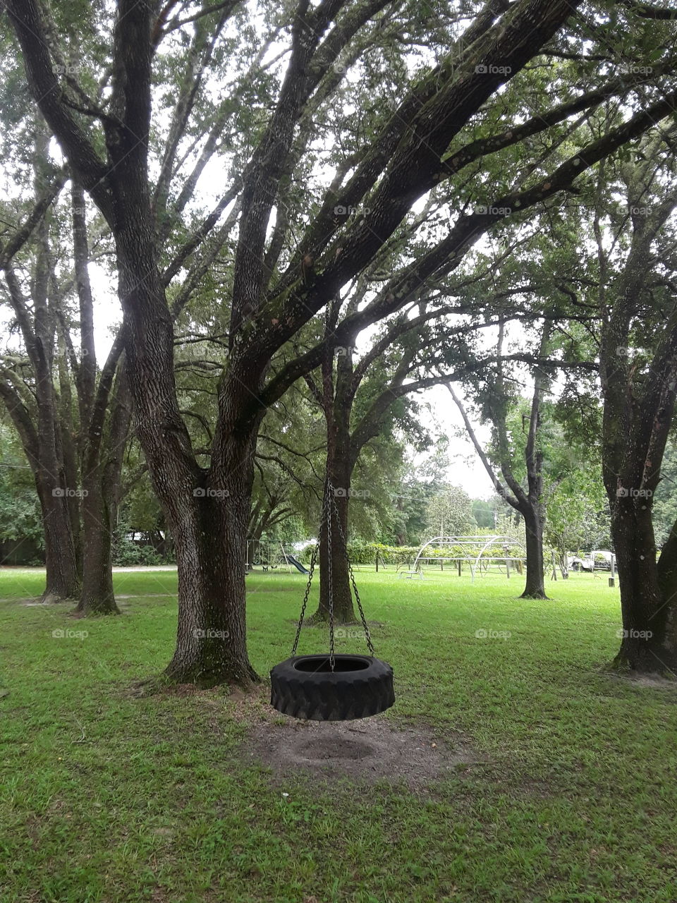Tire Swing in the country