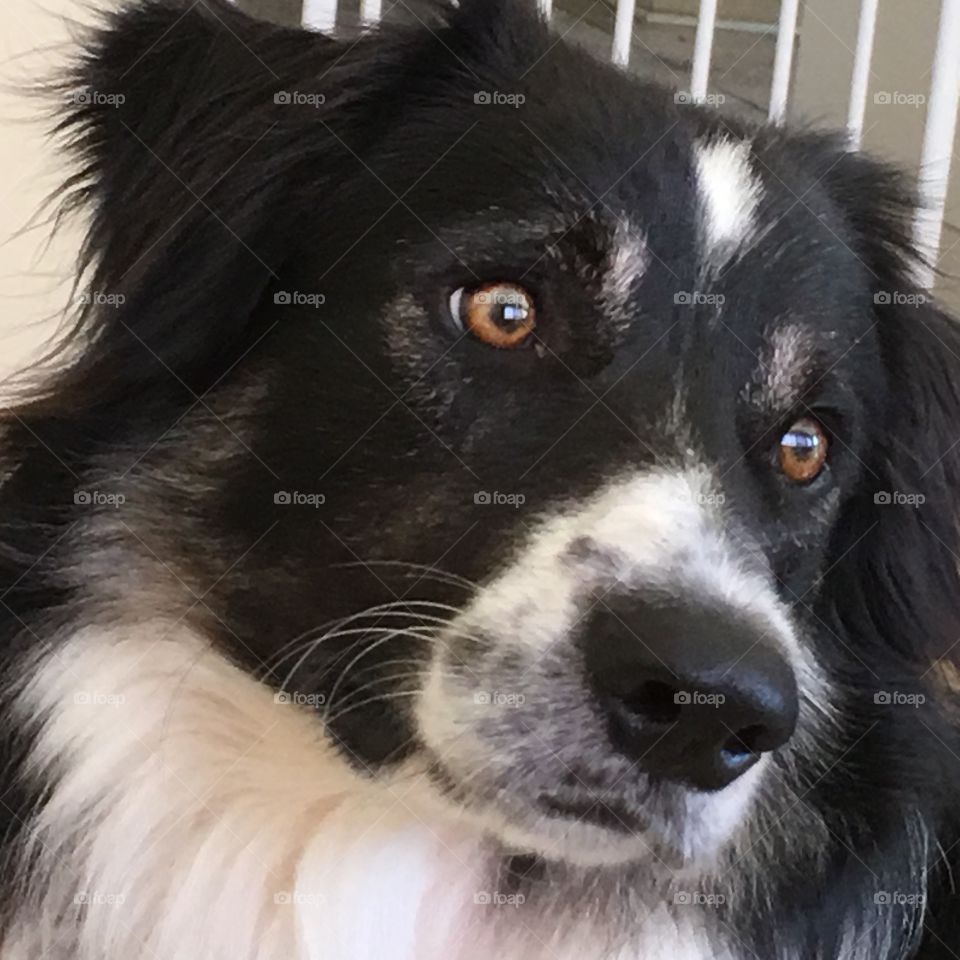 Border collie sheepdog pleading