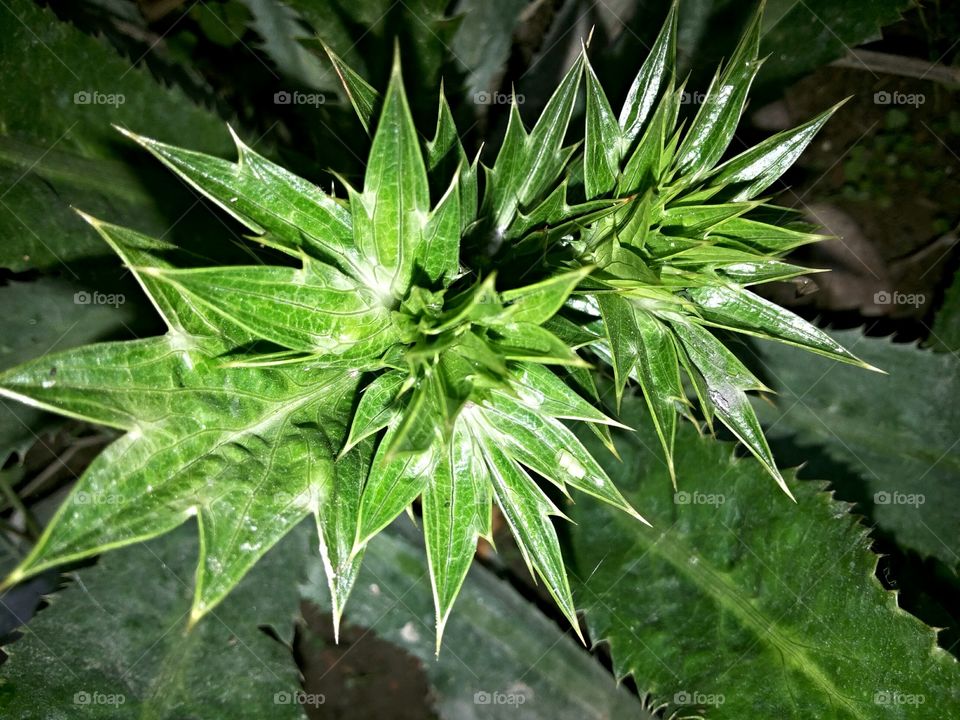 throne leaf
