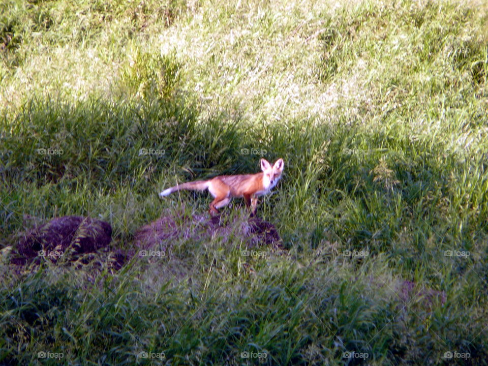 Fox