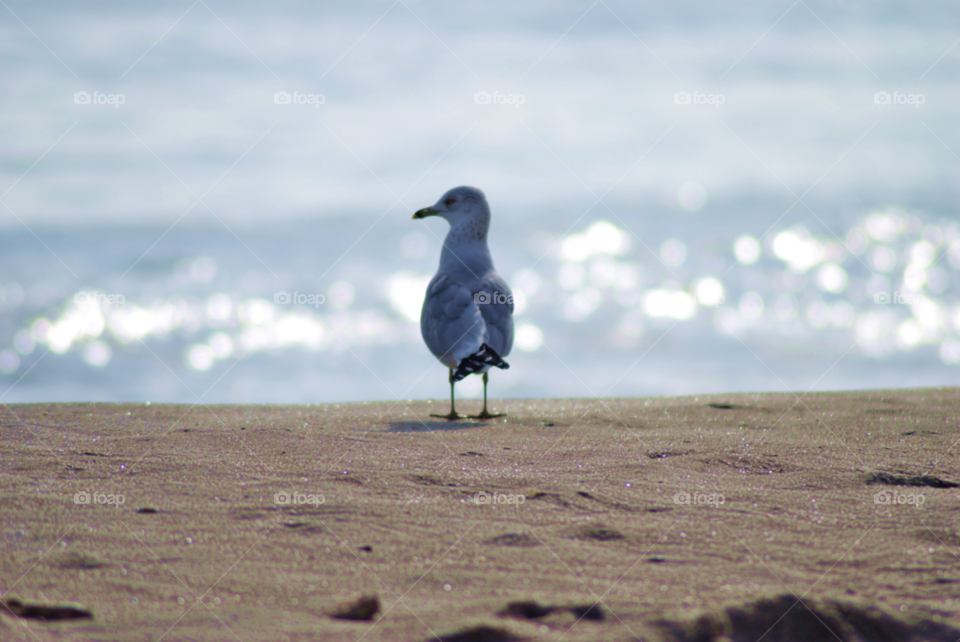 beach ocean sand bird by sher4492000