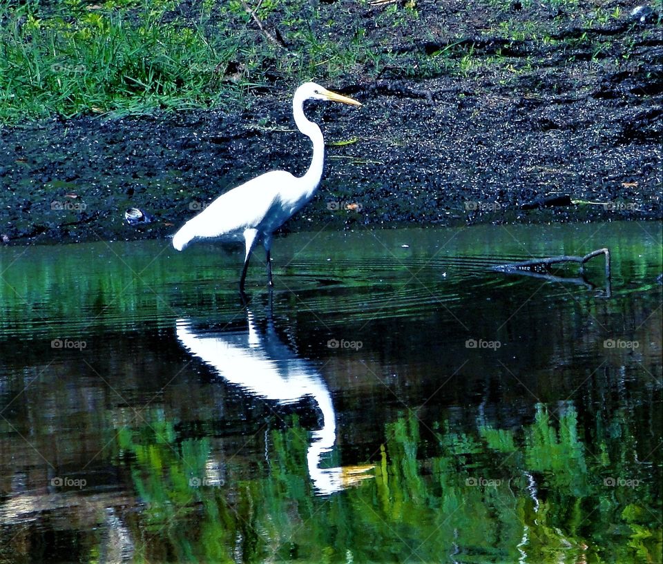 Egret
