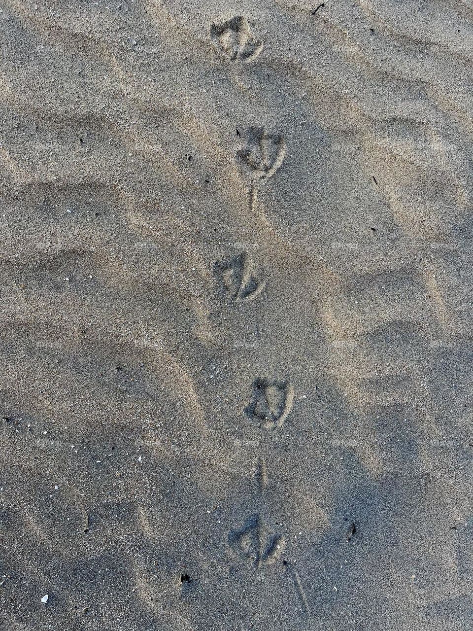 Small Footprints 