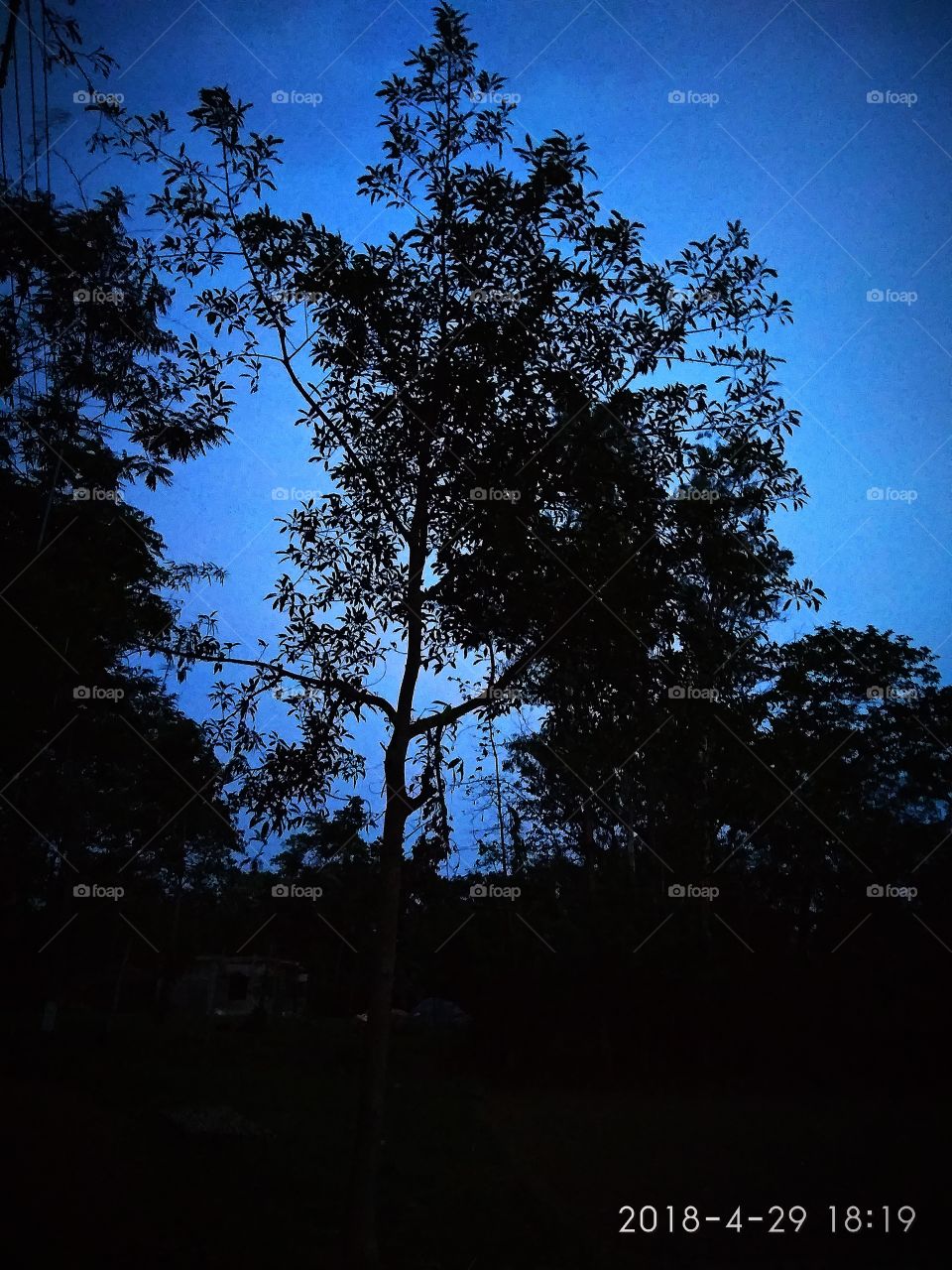 Story of a tree in evening