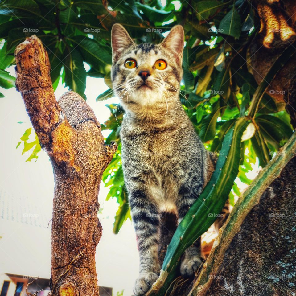 Cute cat on a tree with sharp eyes