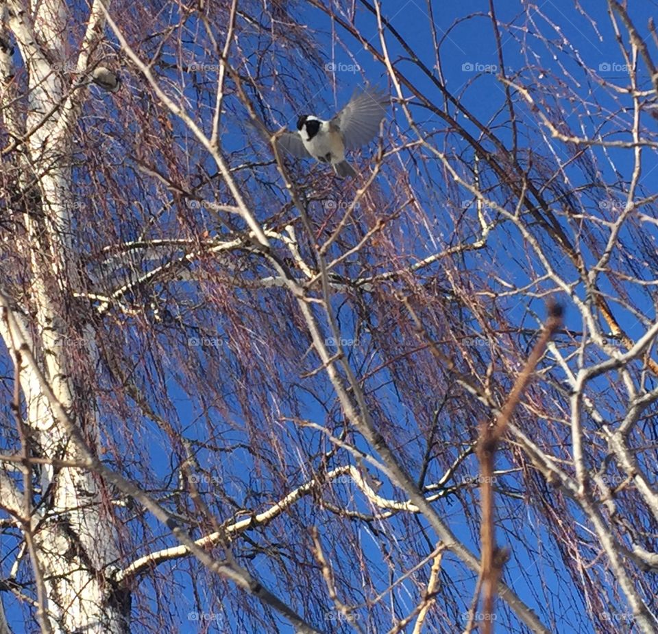 Chickadee flying with tree