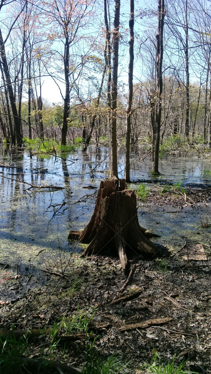 Michigan wet land