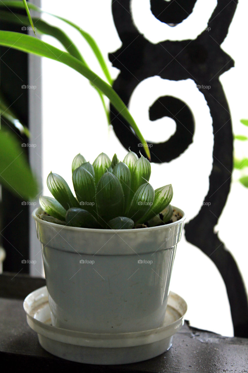 succulent plant