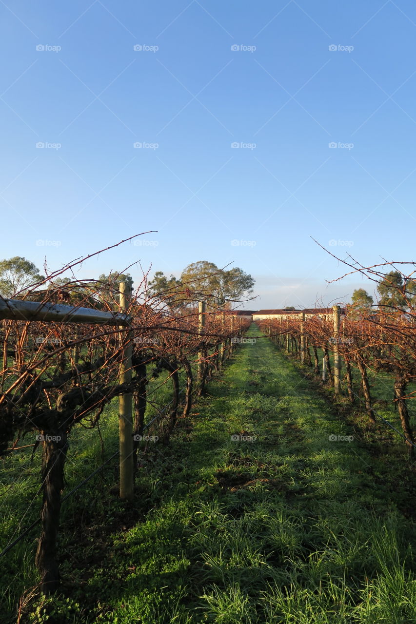 wine, vines, vineyard, grapes, south Australia, Australia , winery, viticulture 