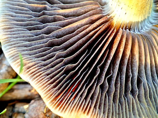 Extreme close up of Mushroom