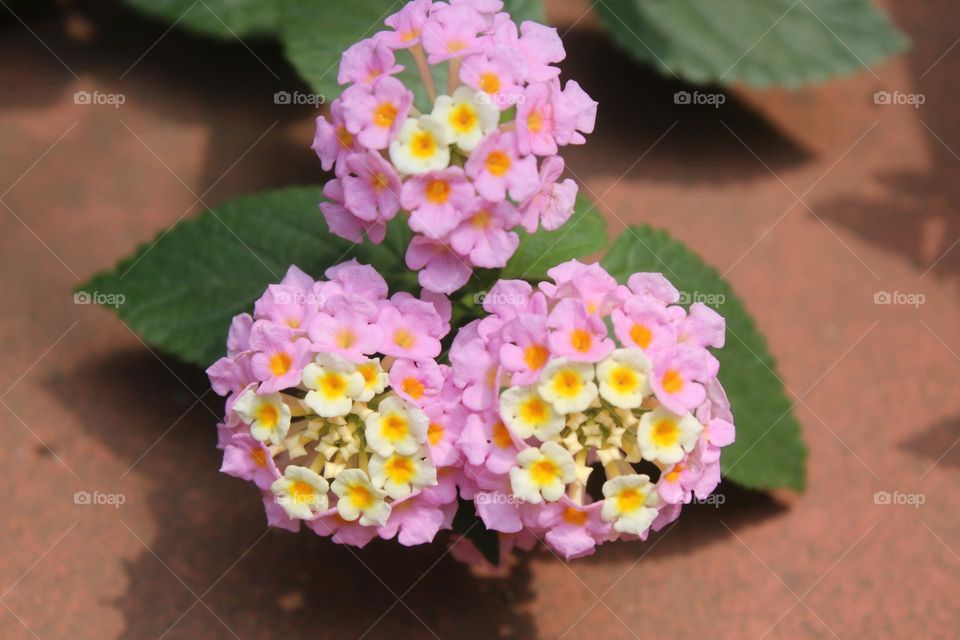 beautiful flower are blooming