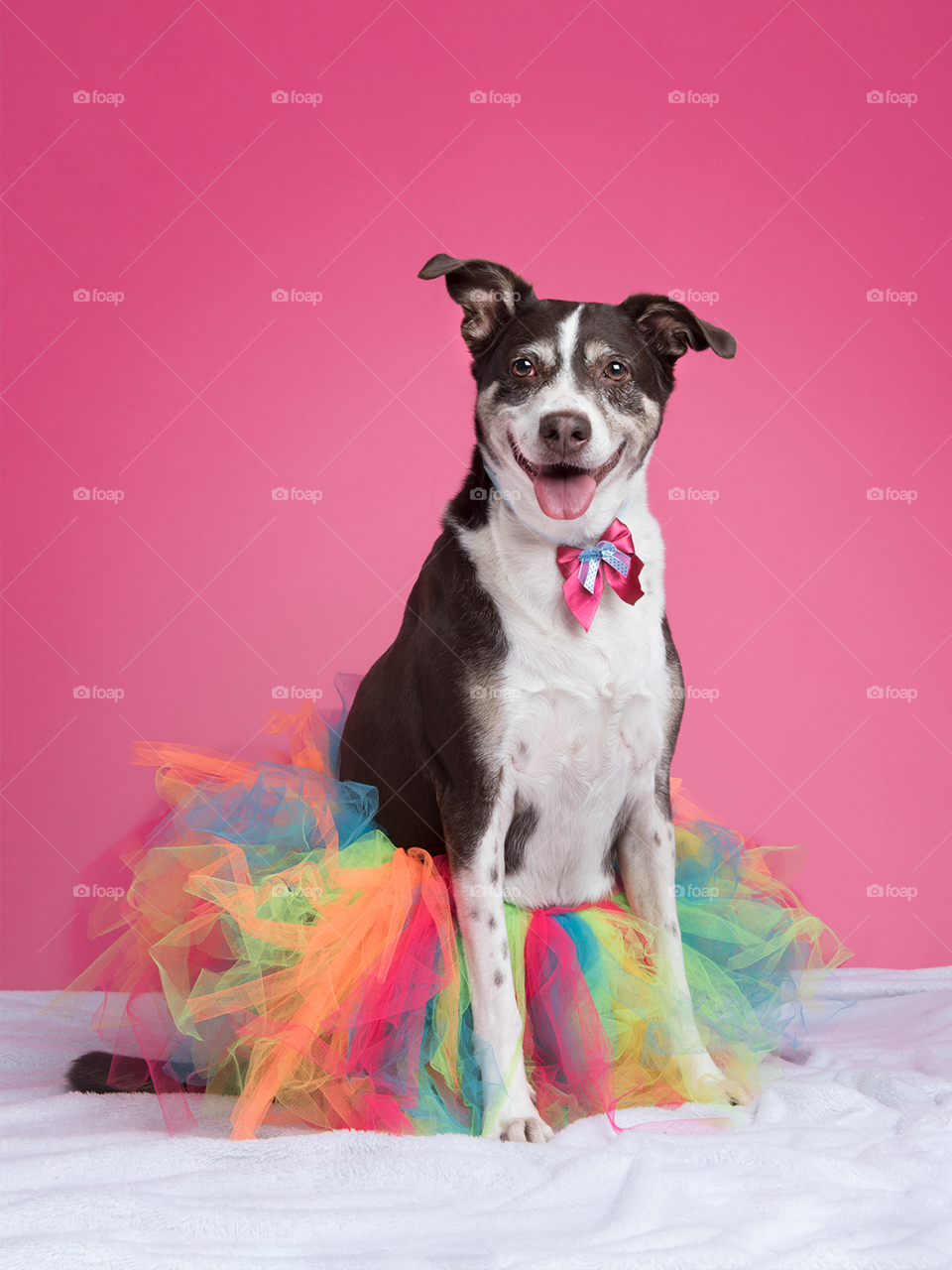 Carnaval - dog with colorful skirt  