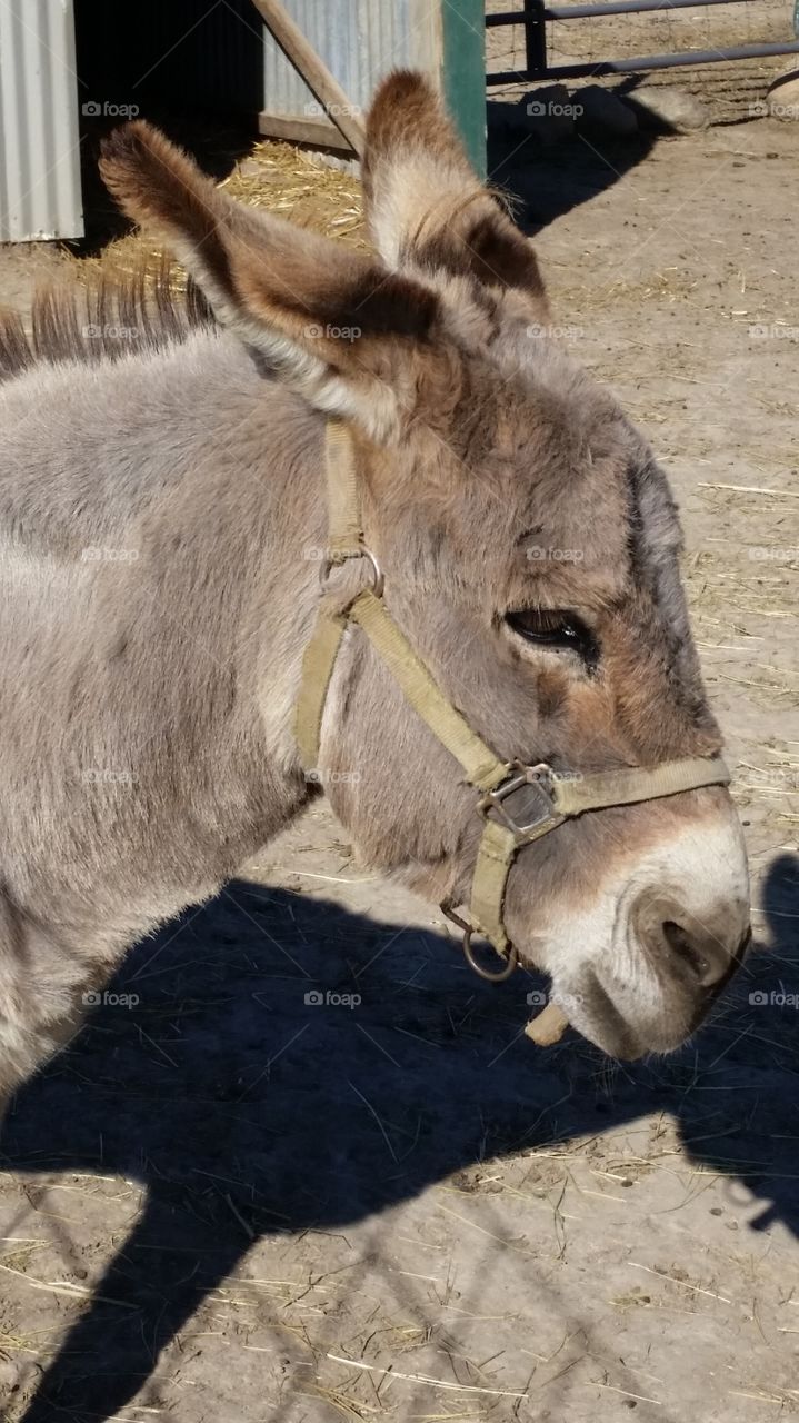 donkey