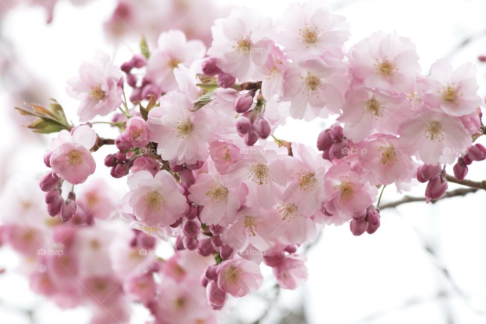 Pink cherry tree blossom - blommande körsbärsträd 